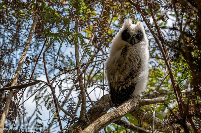 Madagascar Long-eared Owl (Asio madagascariensis) in the mountain cloud forests of eastern Madagascar