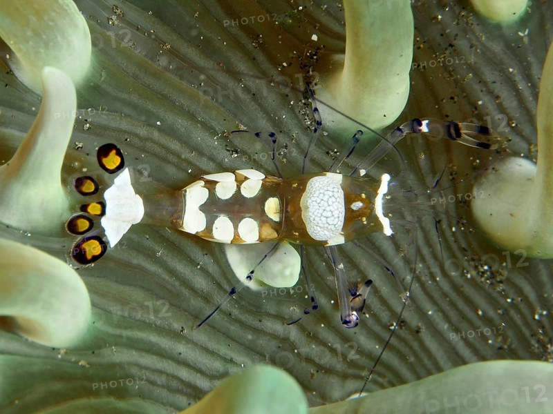 A peacock anemone shrimp (Ancylocaris brevicarpalis) moves between tentacles of a sea anemone, dive site Secret Bay, Gilimanuk, Bali, Indonesia, Asia