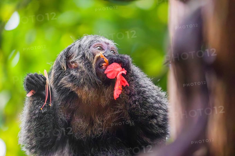 A female white-faced saki (Pithecia pithecia) sits in a Rose of Venezuela (Brownea grandiceps) tree, eating the blossoms of it