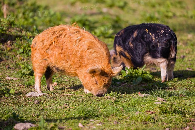 Kunekune pig, sus scrofa domesticus, a domestic breed from New Zealand