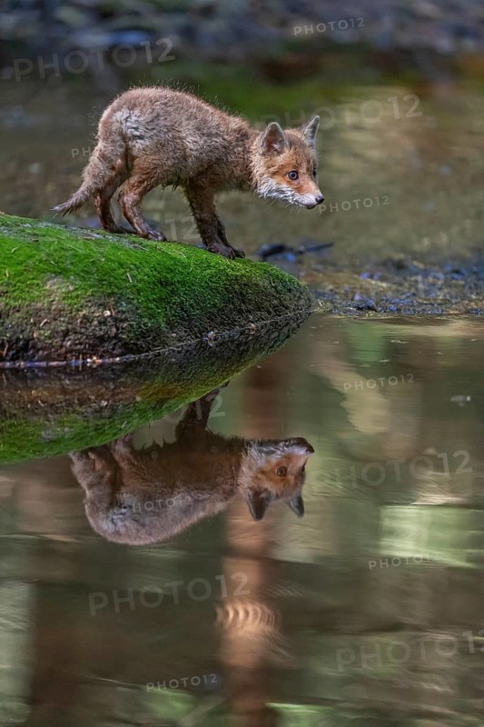 One young red fox, Vulpes vulpes, walking over a mossy rock in a shallow forest creek in late light. Searching for food