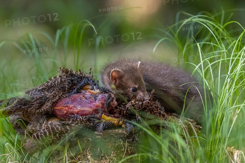 One beech marten (Martes foina), feeding on a pheasant lying on the forest floor between green vegetation