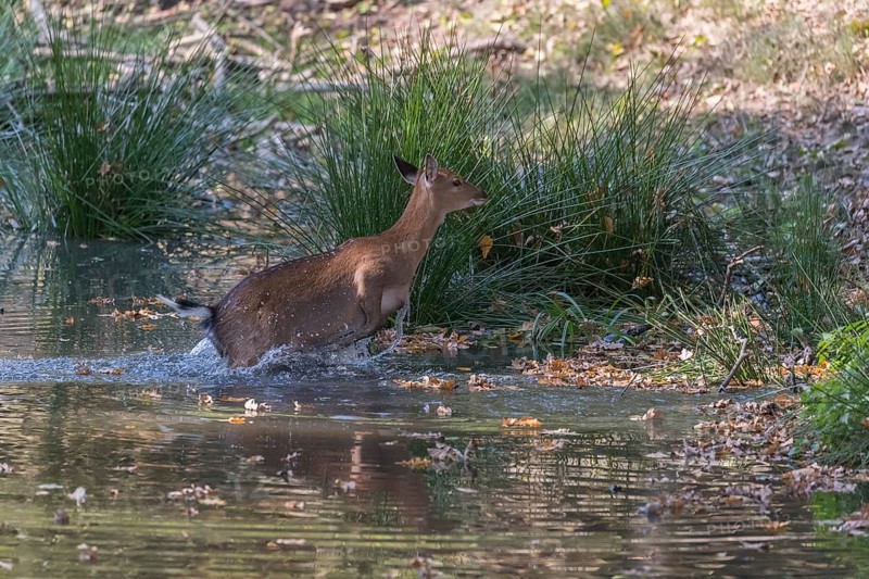 Vietnamese Sika Deer doe, Cervus nippon pseudaxis, running through a shallow pond with green reed grass