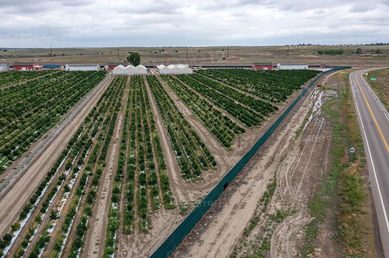 Avondale, Colorado, Cannabis growing at the Mammoth Farms facility (formerlly Los Suenos), near Pueblo