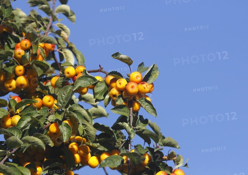 Ornamental apple (Malus), in the blue sky, North Rhine-Westphalia, Germany, Europe