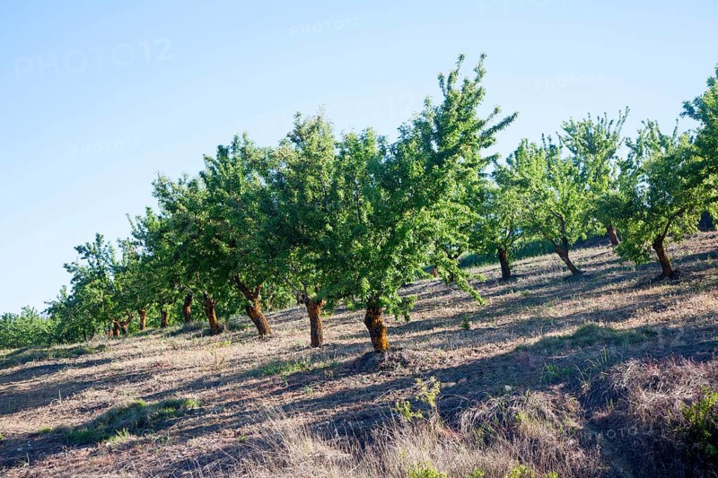 Trees in an olive grove near Alhama de Granada, Spain, Europe