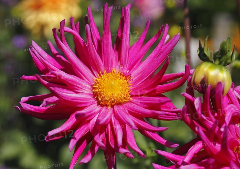 Deer antler dahlias (Dahlia), North Rhine-Westphalia, Germany, Europe