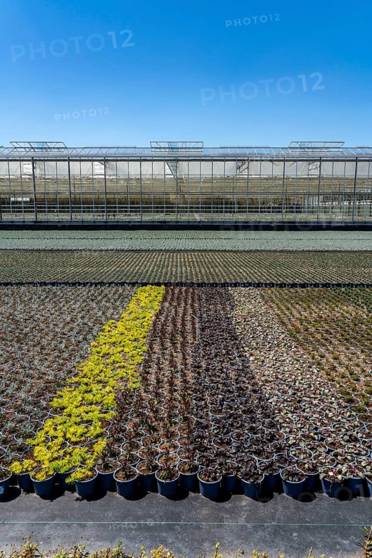 Horticultural business, greenhouse and open-air, various types of potted plants are grown here to be sold in flower shops, supermarkets, DIY stores, garden centres, North Rhine-Westphalia, Germany, Europe