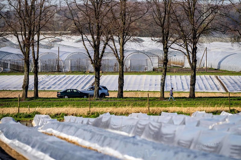 Asparagus fields, asparagus stems under foil, for faster growth, in the background foil greenhouses for strawberries, near Kirchhellen, district of Bottrop, North Rhine-Westphalia, Germany, Europe