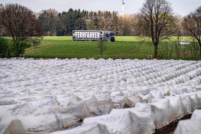 Asparagus fields, asparagus stems under foil, for faster growth, near Kirchhellen, district of Bottrop, North Rhine-Westphalia, Germany, Europe
