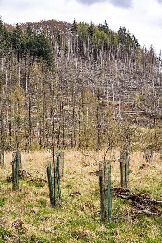 Newly planted trees, dead spruce forest in the background, forest dieback in the Arnsberg Forest nature park Park, over 70 per cent of the spruce trees are diseased, damaged, mostly by the bark beetle, which was able to spread due to drought and heat, climate change, near Hirschberg, North Rhine-Westphalia, Germany, Europe