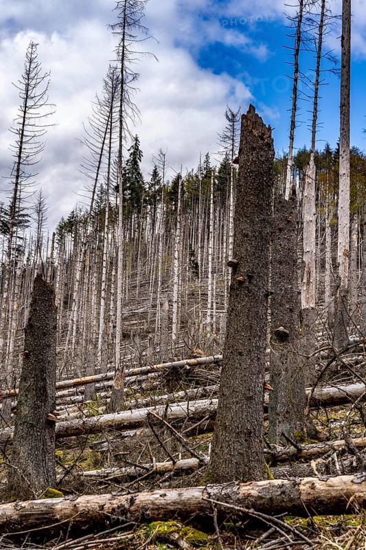 Dead spruce trees, broken by wind, lying in disarray, forest dieback in the Arnsberg Forest nature park Park, over 70 per cent of the spruce trees are diseased, damaged, mostly by the bark beetle, which was able to spread due to drought and heat, climate change, near Hirschberg, North Rhine-Westphalia, Germany, Europe