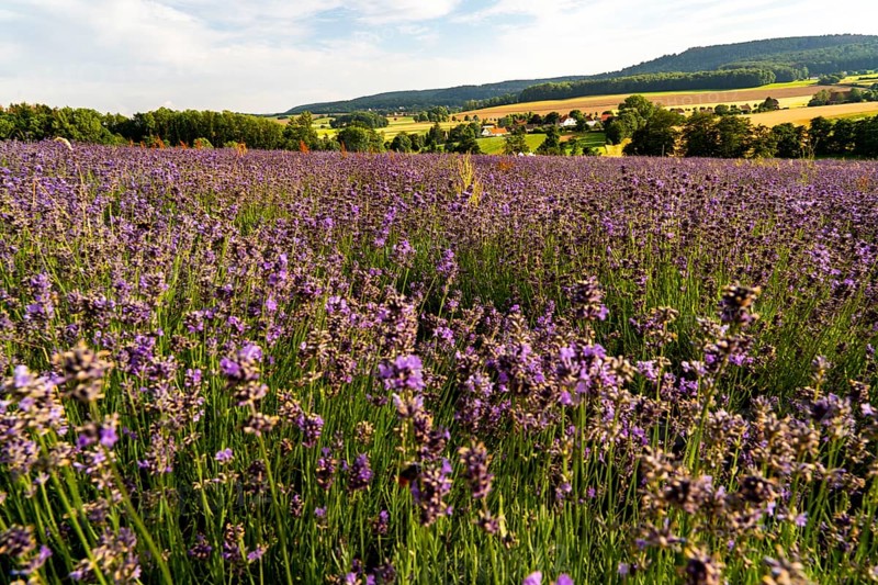 Lavender fields in East Westphalia Lippe, OWL, near the village of Fromhausen, near Detmold, the company Taoasis has been planting organic lavender since 2017 for the production of fragrances, the fields attract many thousands of visitors in summer, North Rhine-Westphalia, Germany, Europe