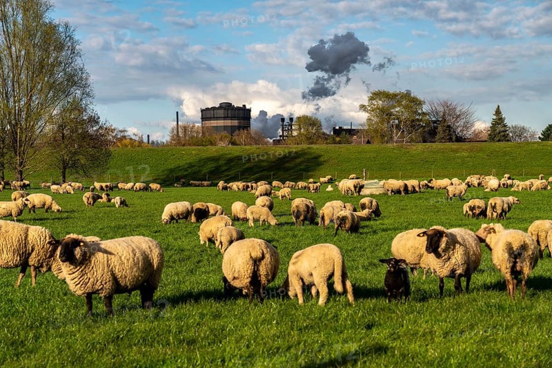 Rhine dyke near Duisburg-Beeckerwerth, flock of sheep, ThyssenKrupp Steel steelworks, Duisburg, North Rhine-Westphalia, Germany, Europe
