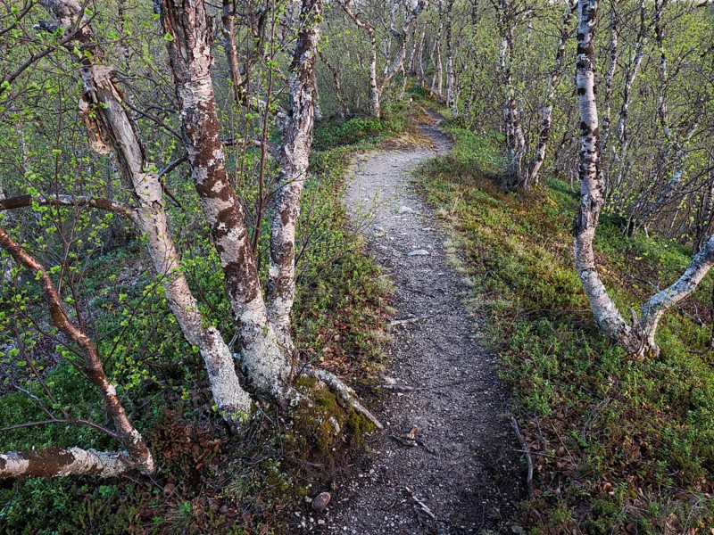 Hairy Birch (Betula pubescens) very old, stunted trees growing upon a hillside, covered in lichen, a path is present for walkers, image was taken after midnight, May, Finnish Lapland