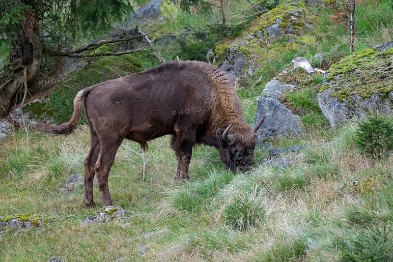Wisent (Bison bonasus) bull grazing, captive, Germany, Europe