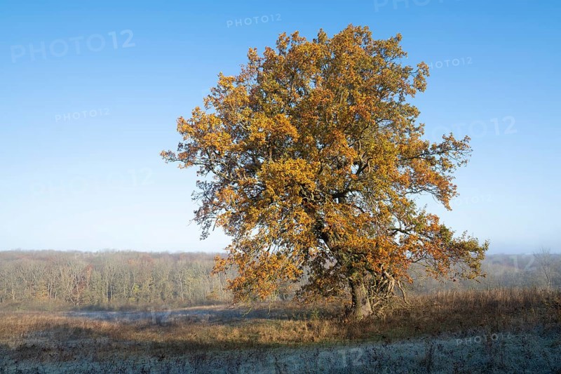 English oak (Quercus robur), solitary tree in a meadow, in autumn with yellow discoloured leaves, grass with hoarfrost, blue sky, Thuringia, Germany, Europe