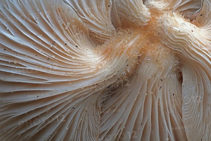 Branched oyster fungus (Pleurotus cornucopiae), Emsland, Lower Saxony, Germany, Europe