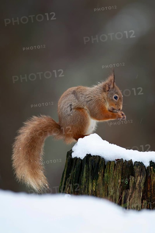 Red squirrel (Sciurus vulgaris) adult animal feeding on a nut on a tree stump covered in snow in winter, Scotland, United Kingdom, Europe