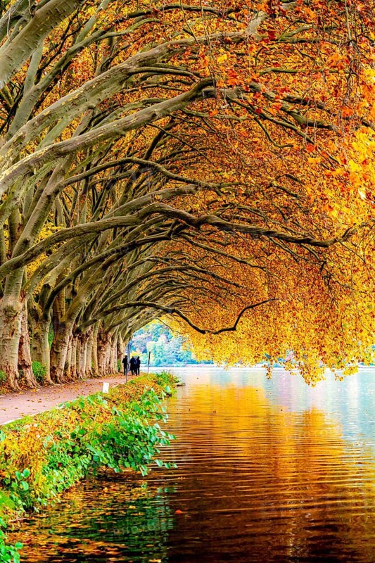 Platanen Allee, Weg am Lake Baldeney, near Haus Scheppen, in Essen, autumn, North Rhine-Westphalia, Germany, Europe