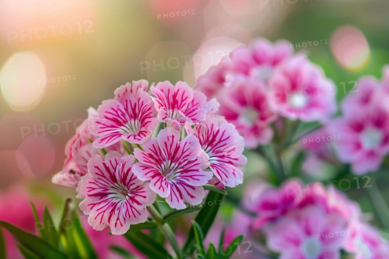 Pink striped Sweet William flowers. KI generiert, generiert, AI generated