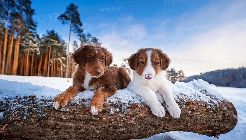 KI generated, dog, dogs, puppy, one, two, three, play, snow, winter, autumn leaves, blue sky, Kromfohrländer, Fox Terrier, (Canis lupus familiaris), German dog breed, rough coat, smooth coat, studio, AI generated