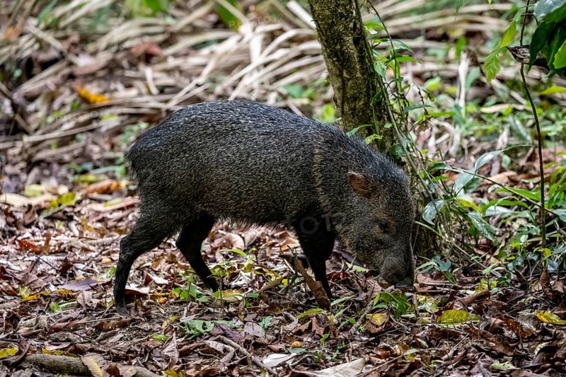 Collared peccary (Pecari tajacu) foraging in the rainforest, Corcovado National Park, Osa, Puntarena Province, Costa Rica, Central America