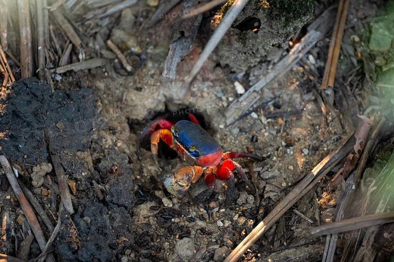 Harlequin crab (Cardisoma armatum), Manuel Antonio National Park, Puntarenas district, Costa Rica, Central America