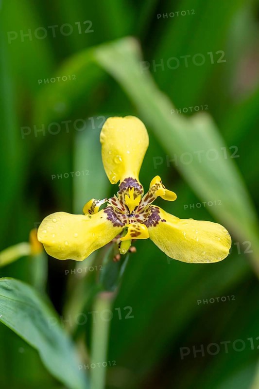 Yellow flower of an yellow walking iris (Trimezia martinicensis), Alajuela province, Costa Rica, Central America
