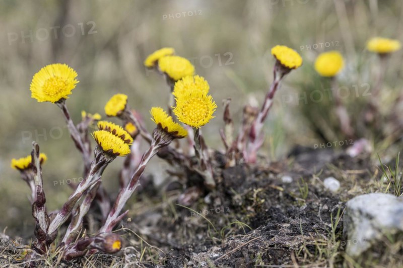 Coltsfoot (Tussilago farfara), Emsland, Lower Saxony, Germany, Europe