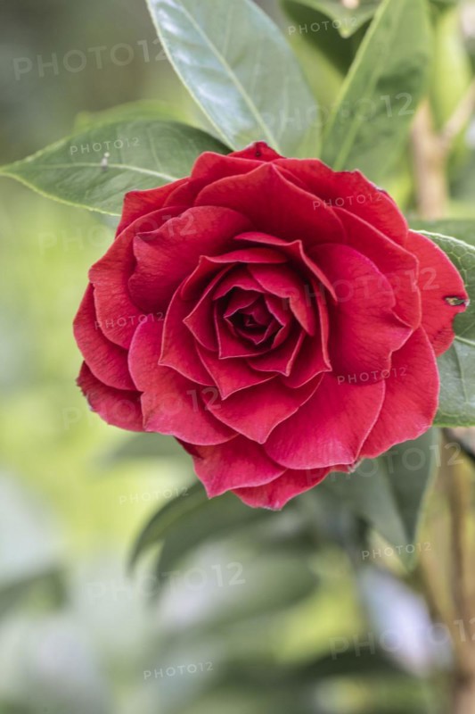 Camellia (Camellia japonica) blossom, Emsland, Lower Saxony, Germany, Europe