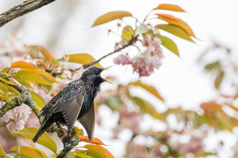 A common starling (Sturnus vulgaris) on a flowering branch in spring, courtship, courtship behaviour, Hesse, Germany, Europe