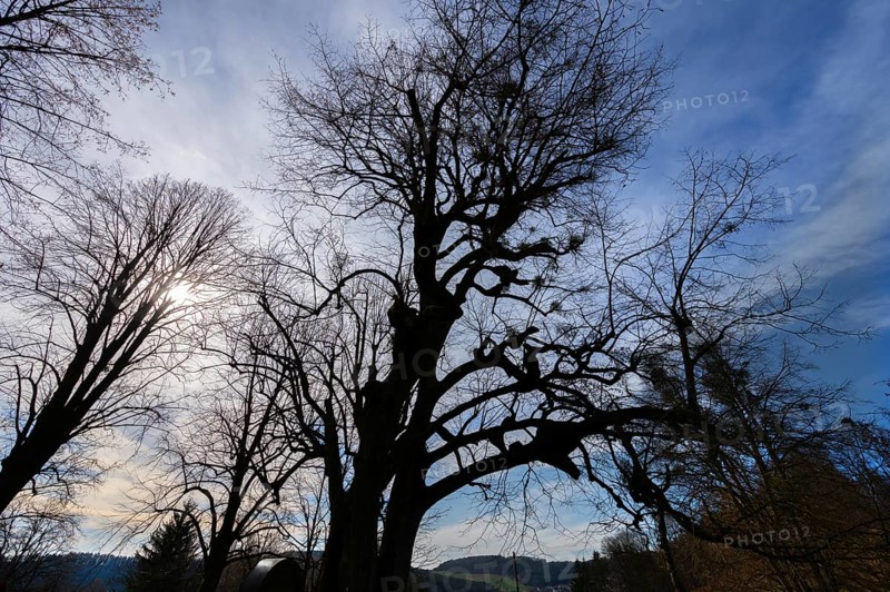 Silhouettes of lime trees (Tilia) with mistletoe (Viscum) backlit by the sun, Bühl, Upper Franconia, Bavaria, Germany, Europe