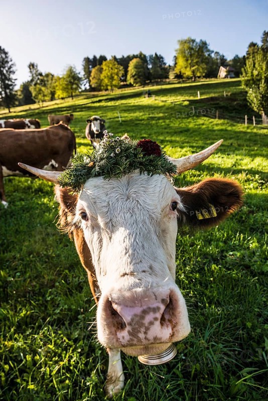 Cow decorated with flowers, cattle drive, Münstertal, Southern Black Forest, Black Forest, Baden-Württemberg, Germany, Europe