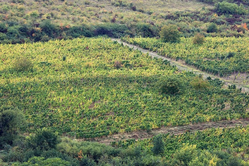Vineyards near the village of Siria near Arad, Banat, Romania, Europe
