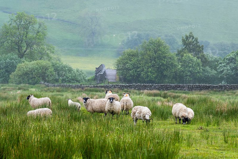 Sheeps and Farms over North Pennines, Cumbria, Durham, Northumberland, North Yorkshire, England, United Kingdom, Europe