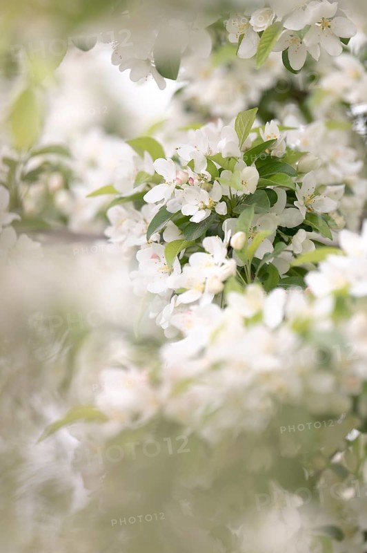 Apple blossom branch with white open flowers and yellow stamens, few closed flowers in pink, green leaves, background light and blurred, Dortmund, Germany, Europe