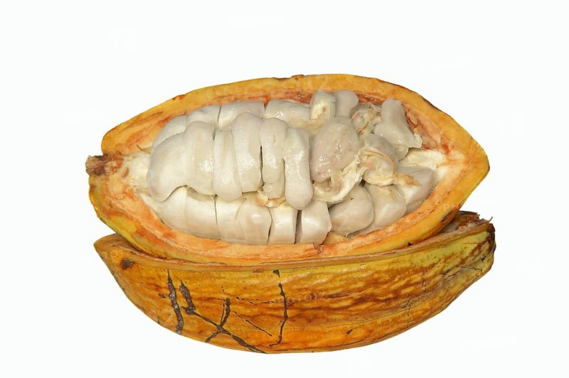 Cocoa tree (Theobroma cacao), halved cocoa fruit with pulp