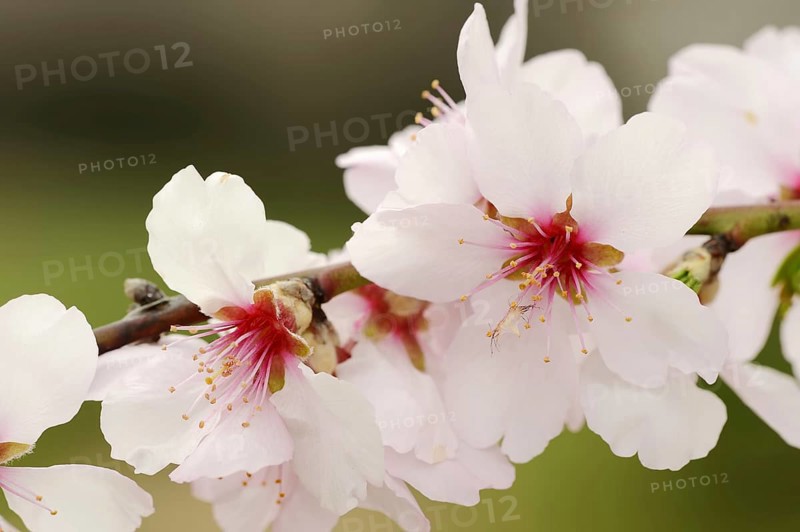 Almond tree (Prunus dulcis, Prunus amygdalus), blossoms, Hessische Bergstrasse, Hesse, Germany, Europe