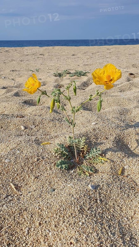 A yellow flower growing from the sand of a quiet beach with blue sea in the background, yellow hornpoppy (Glaucium flavum), Peloponnese, Greece, Europe