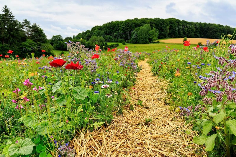 Hiking trail, circular trail through colourful flower meadow, Frau-Holle-Land Geo-nature park Park, Hesse, Germany, Europe