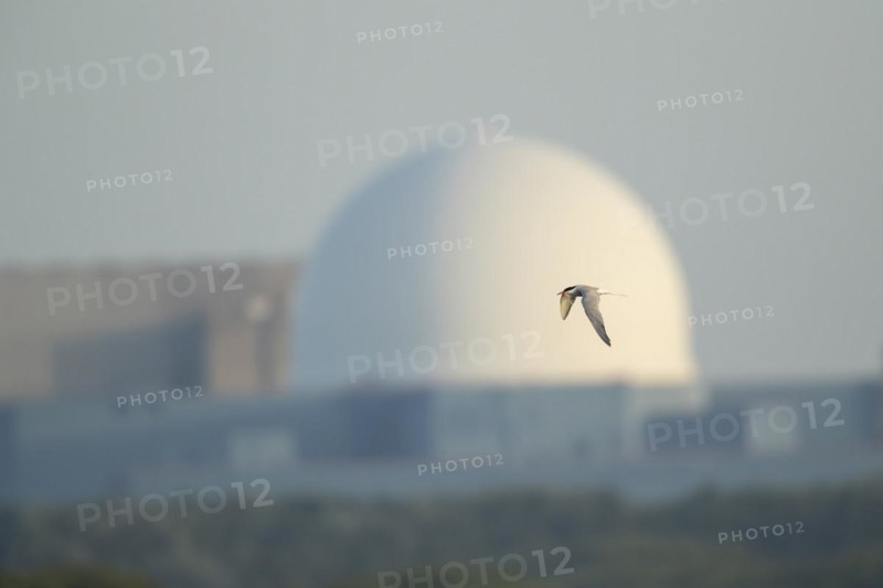 Common tern (Sterna hirundo) adult bird in flight with Sizewell B nuclear power station in the background, RSPB Minsmere nature reserve, Suffolk, England, United Kingdom, Europe