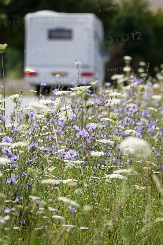 Roadside planting with chicory, July, Germany, Europe