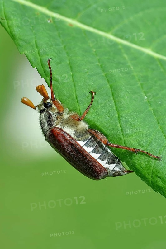 Northern cockchafer (Melolontha hippocastani), male, on a leaf of a horse chestnut (Aesculus hippocastanum), Wilnsdorf, North Rhine-Westphalia, Germany, Europe