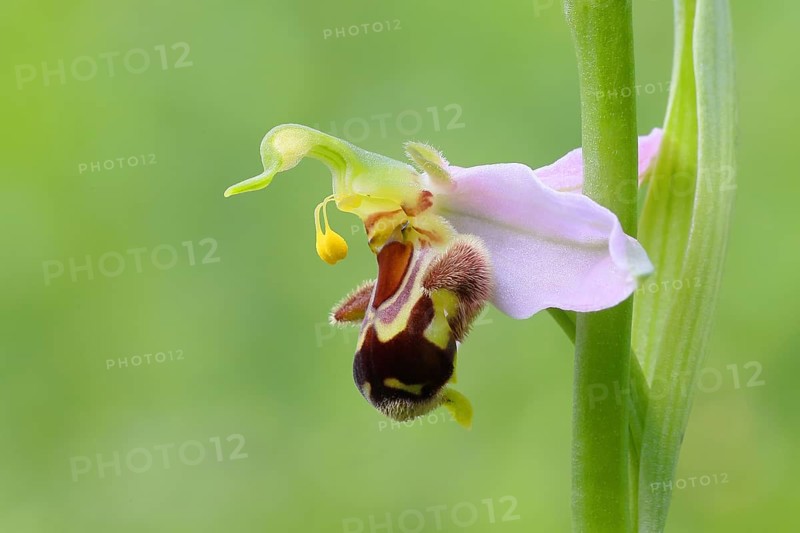 Bee orchid (Ophrys apivera), single flower, close-up of the flower, showing pollen-laden anthers ready to deposit the pollen on the back of the visiting bee, macro, nature photography, Mackenberg nature reserve, North Rhine-Westphalia, Germany, Europe
