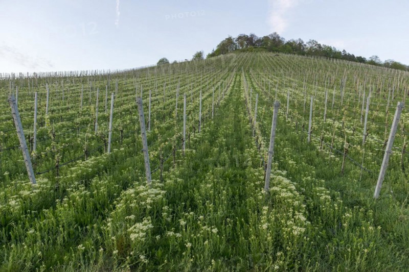 Vineyard, Organic, Rems Valley, Baden-Württemberg, Germany, Europe