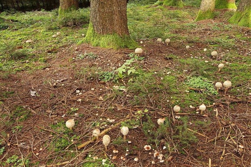 Giant umbrella mushroom (Macrolepiota procera) also known as Parasol. Several specimens grow as a so-called witch's ring around a spruce (Picea), Allgäu, Bavaria, Germany, Allgäu/Bavaria, Germany, Europe