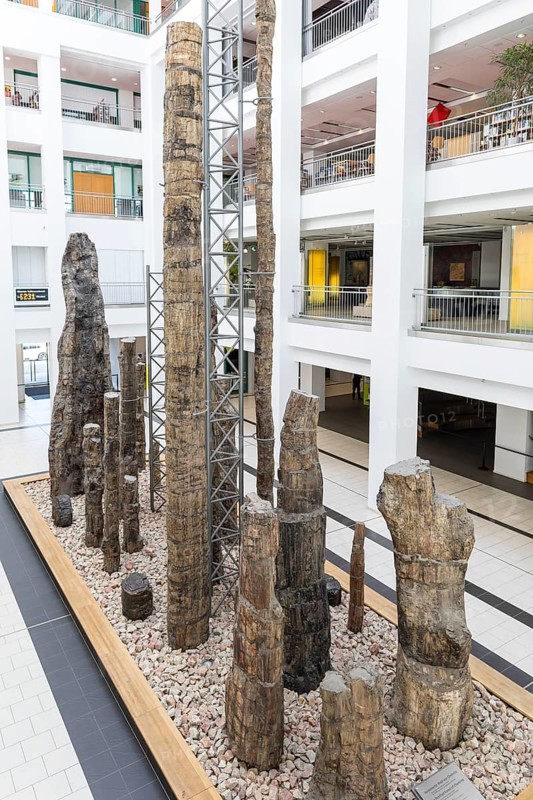 Exhibition Steinerer Wald in the foyer of the cultural department stores' DAStietz, Chemnitz, Saxony, Germany, Europe