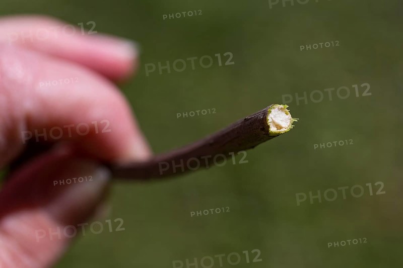 Cross-section of a branch of Sambucus nigra (Sambucus nigra)