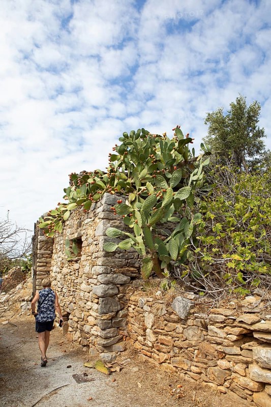 Traditional house overgrown with prickly pear, fortified village of Vathia, Mani Peninsula, Laconia, Peloponnese, Greece, Europe